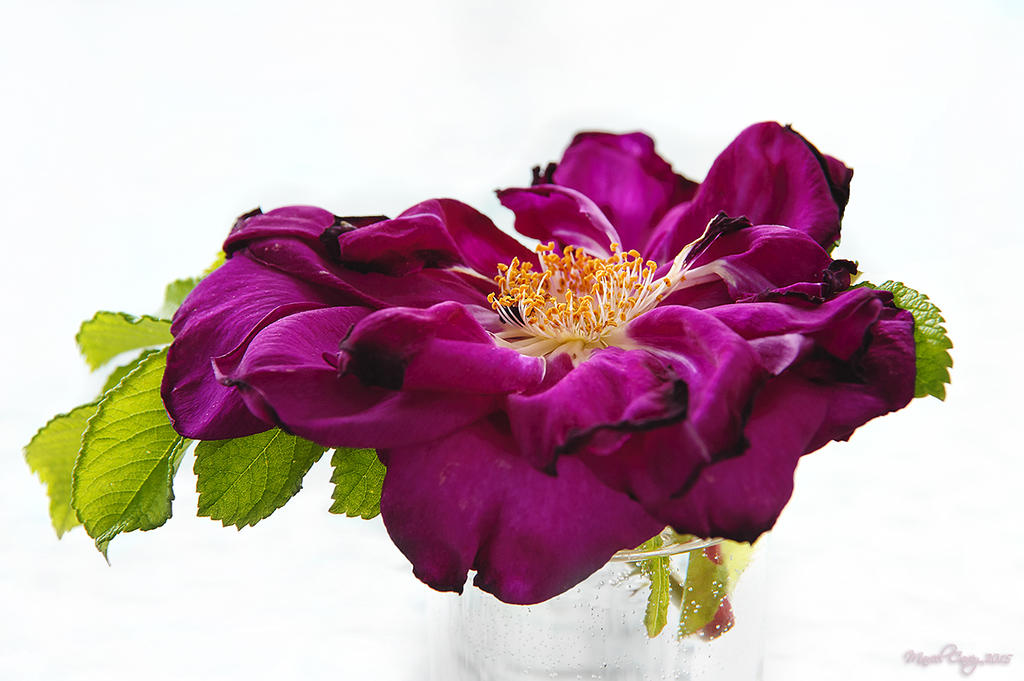 ist wild rose of 2015.jpg