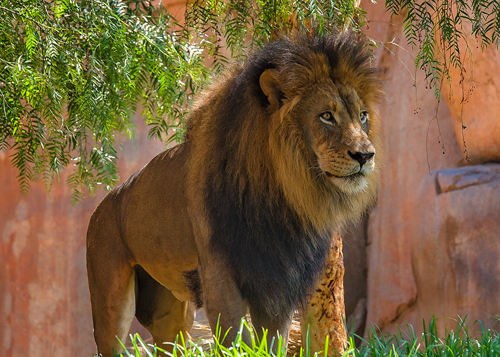 It's Good to Be the King.jpg