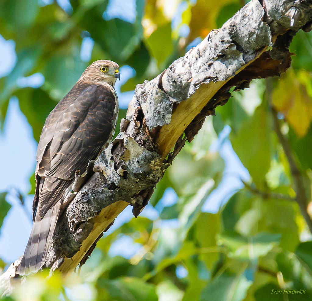IVA_3873-Edit-2.jpg