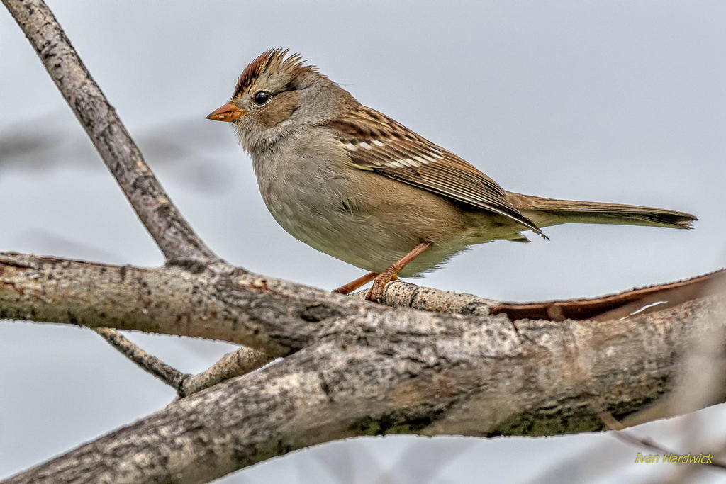 IVA_3957-Edit-Edit.jpg