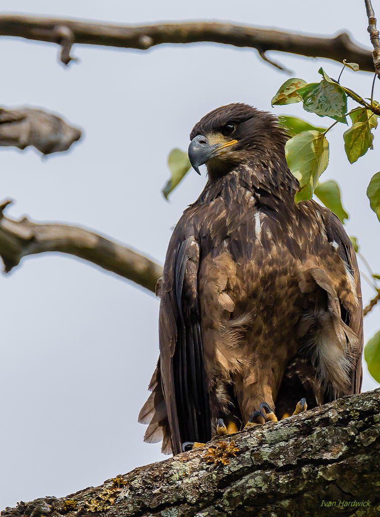 IVA_3958-Edit.jpg