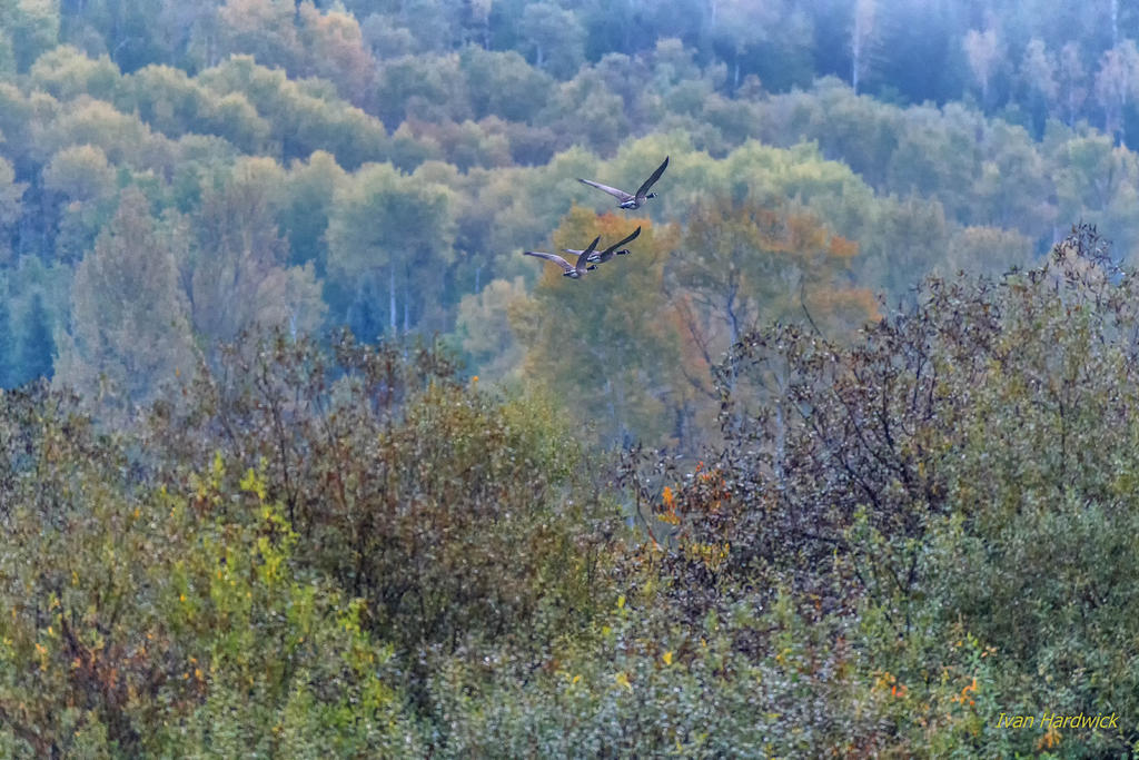 IVA_3966-Edit-Edit.jpg