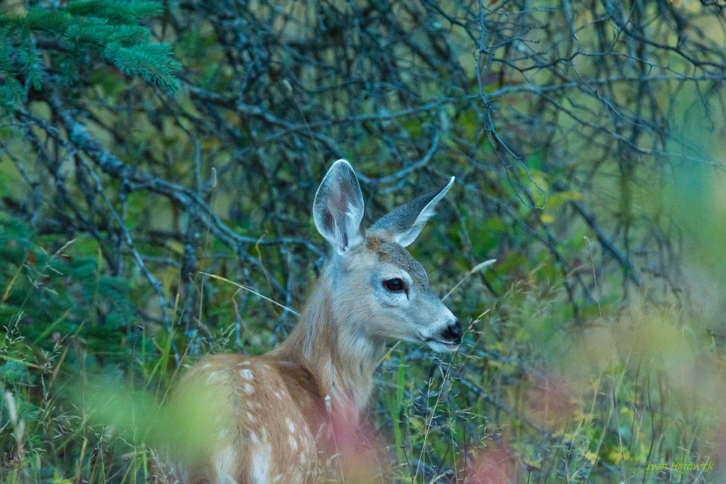 IVA_4534.jpg