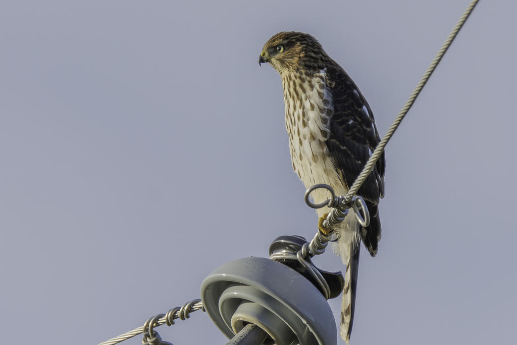 IVA_4648-Edit.jpg