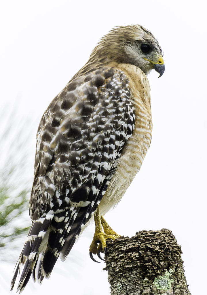IVA_7469-Edit.jpg