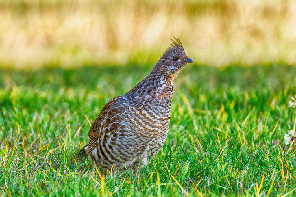 IVA_8877-Edit-Edit_HDR.jpg