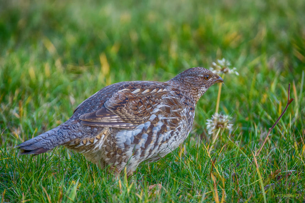 IVA_8880-Edit-Edit_HDR.jpg