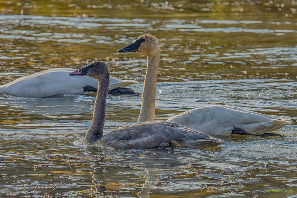 IVA_8946-Edit-Edit_HDR.jpg