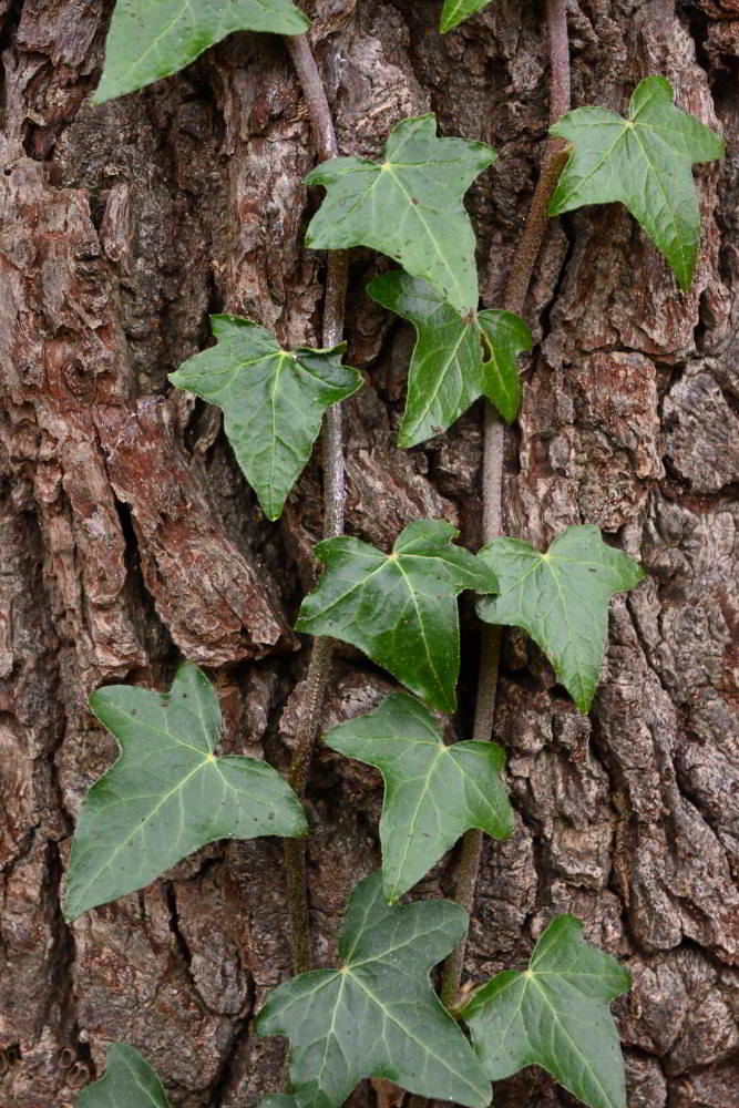 Ivy & bark.JPG