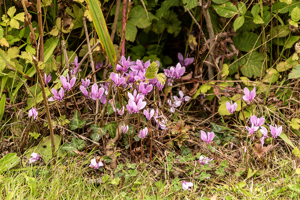 Ivy-leaved Cyclamen.jpg