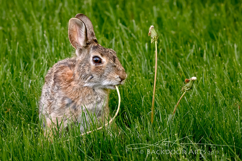J52_4549-Edit-copy.jpg