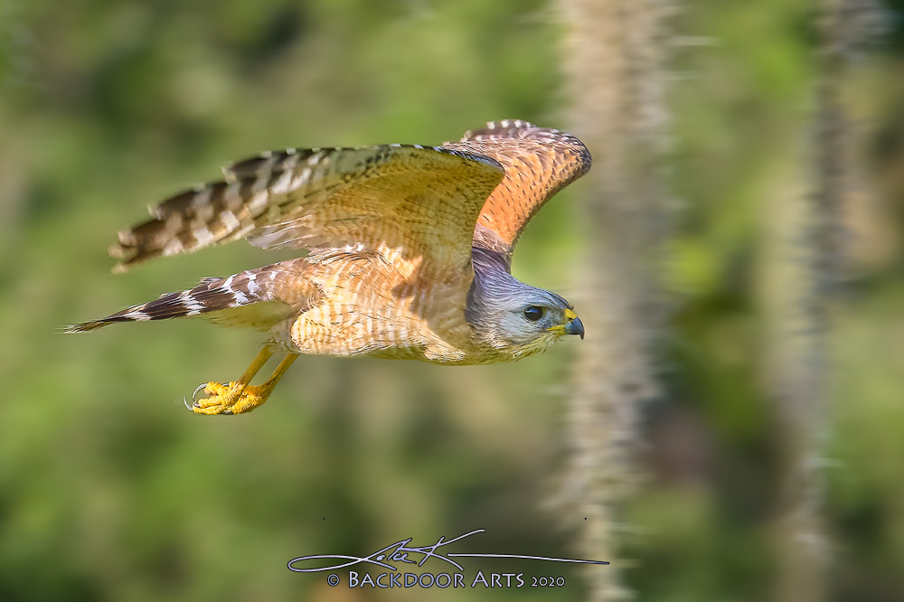 J54_0726-Edit-copy.jpg