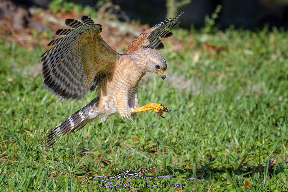 J54_0817-Edit-copy.jpg