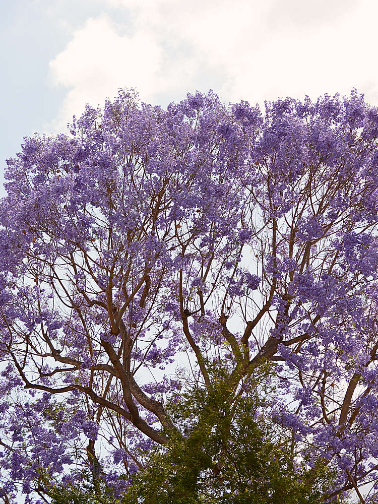 Jacaranda.jpg