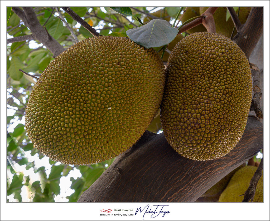 jackfruit-1.jpg