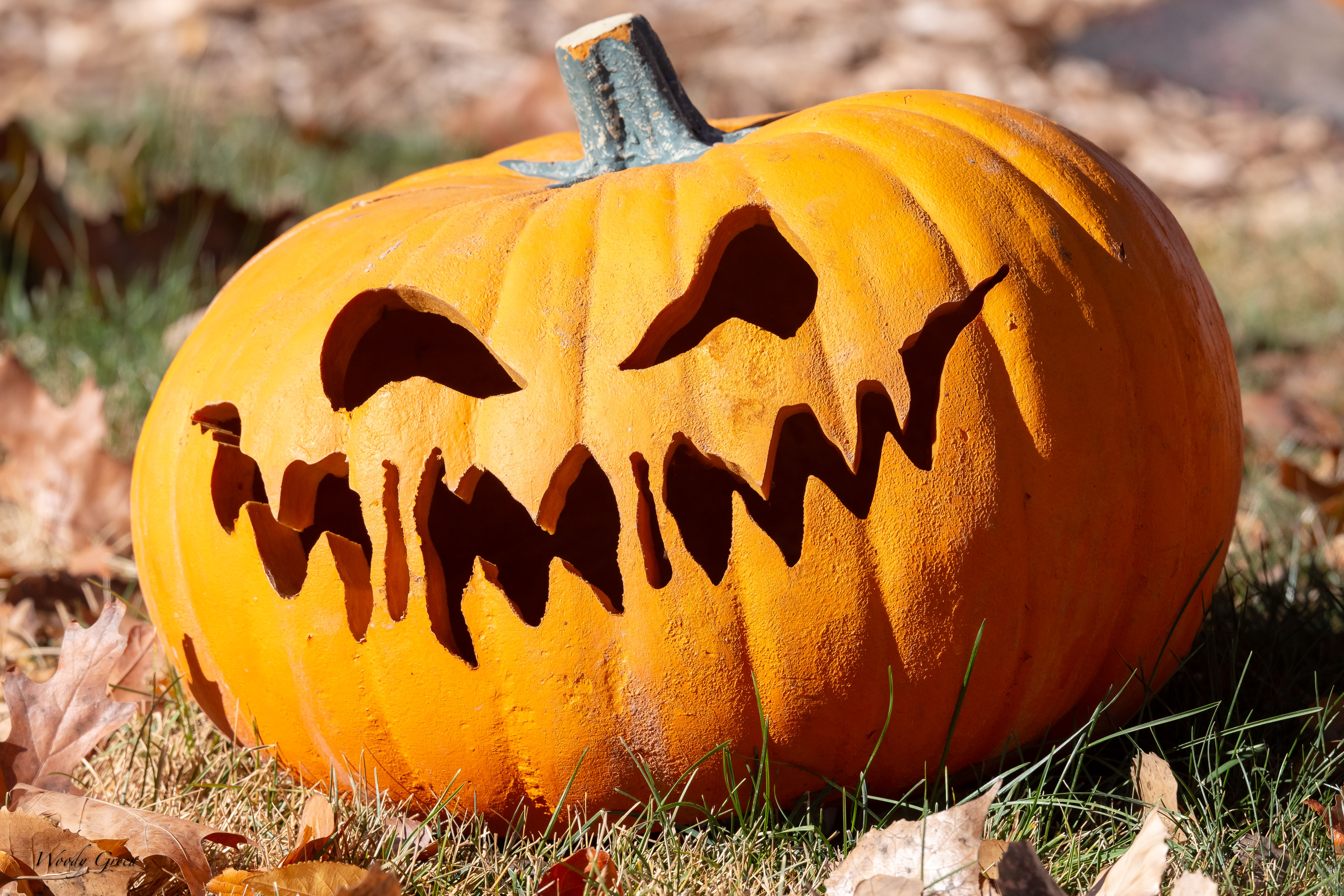 JackOLantern-121.jpg