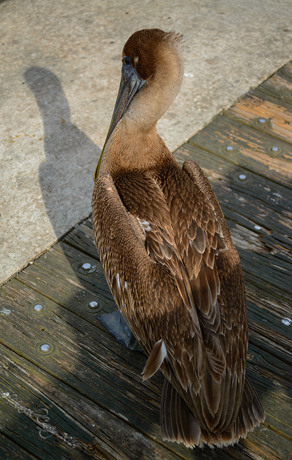 jan24th pelican Pompano pier.jpg