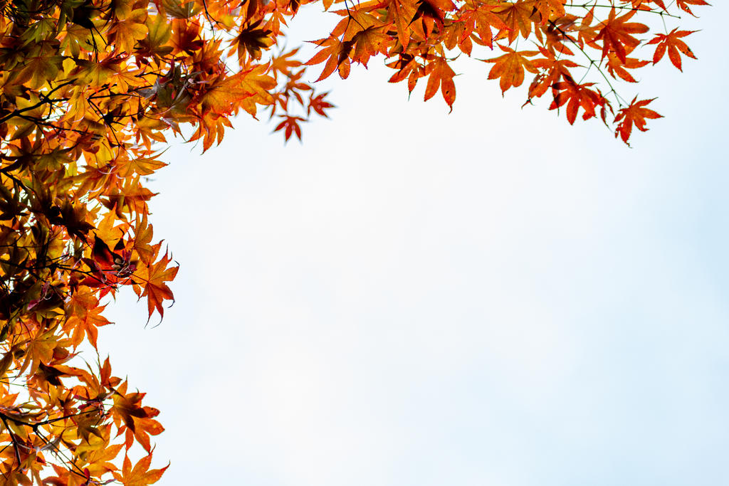 Jap Maple Fall Colors-1.jpg