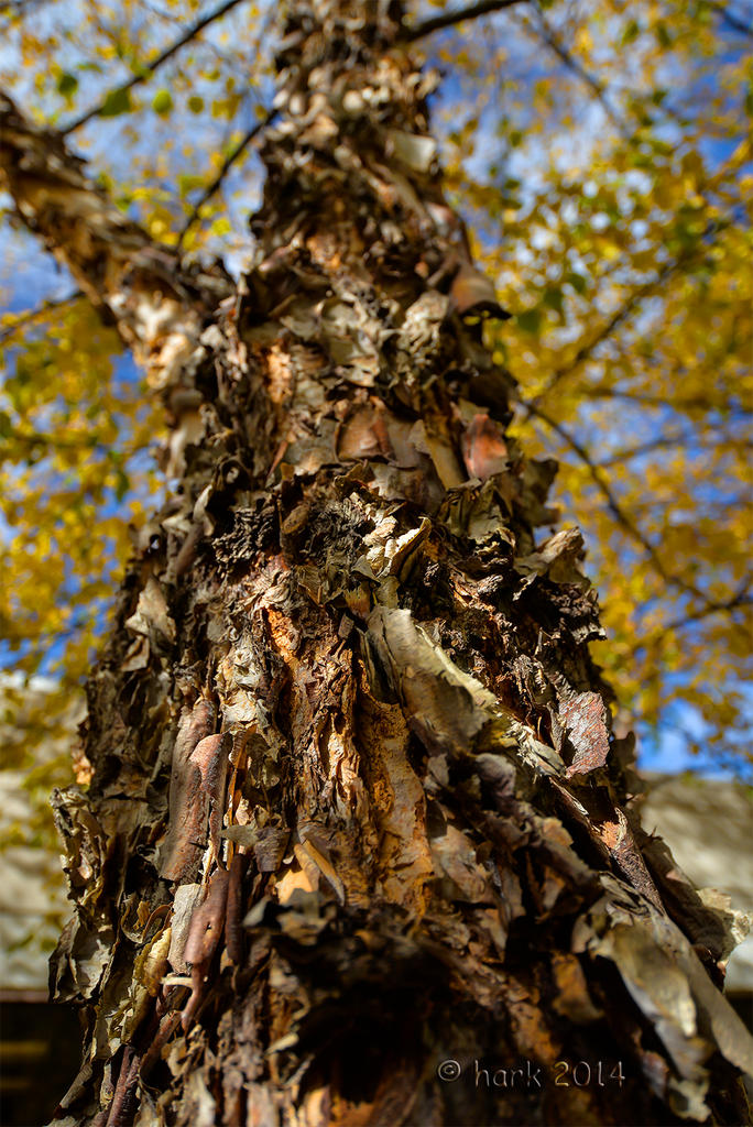Japanese Birch Tree 2.jpg