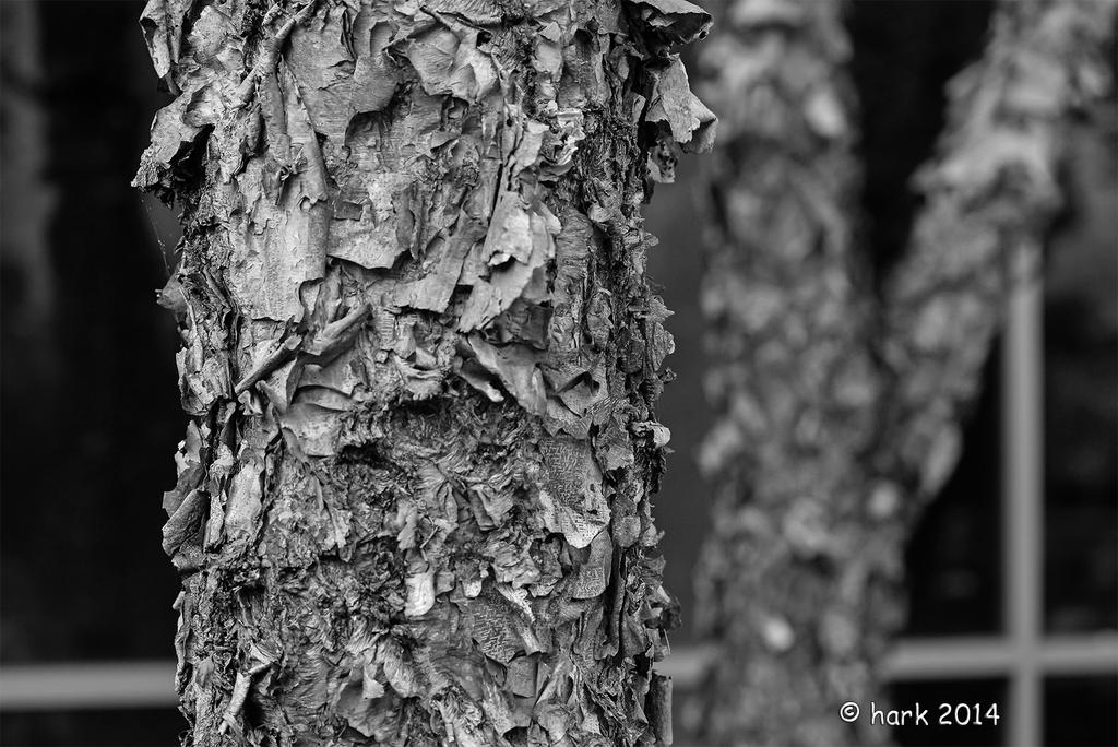 Japanese Birch Tree B&W.jpg