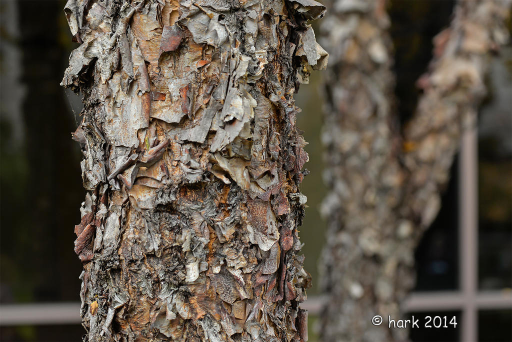 Japenese Birch Tree.jpg