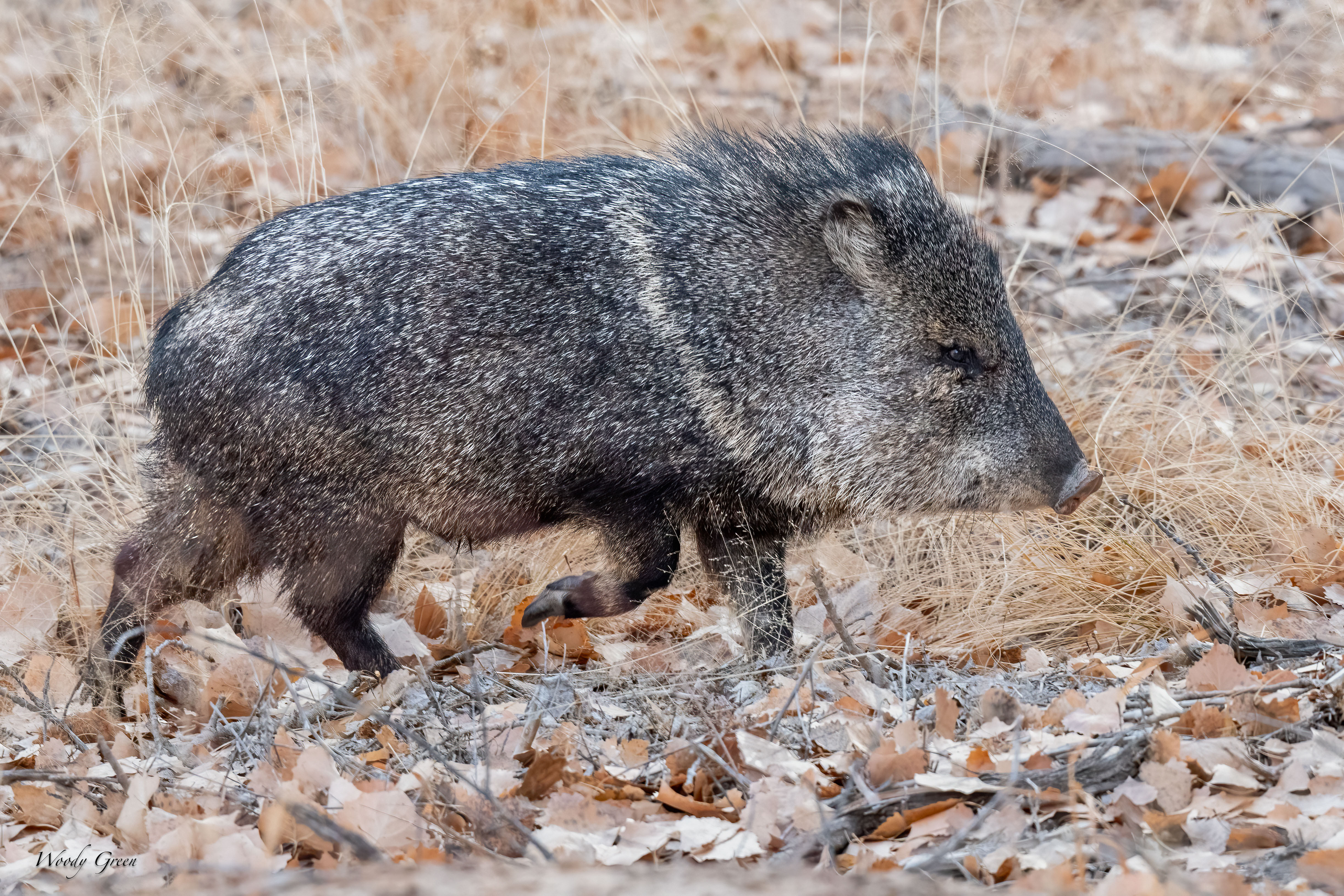 Javelina-244.jpg