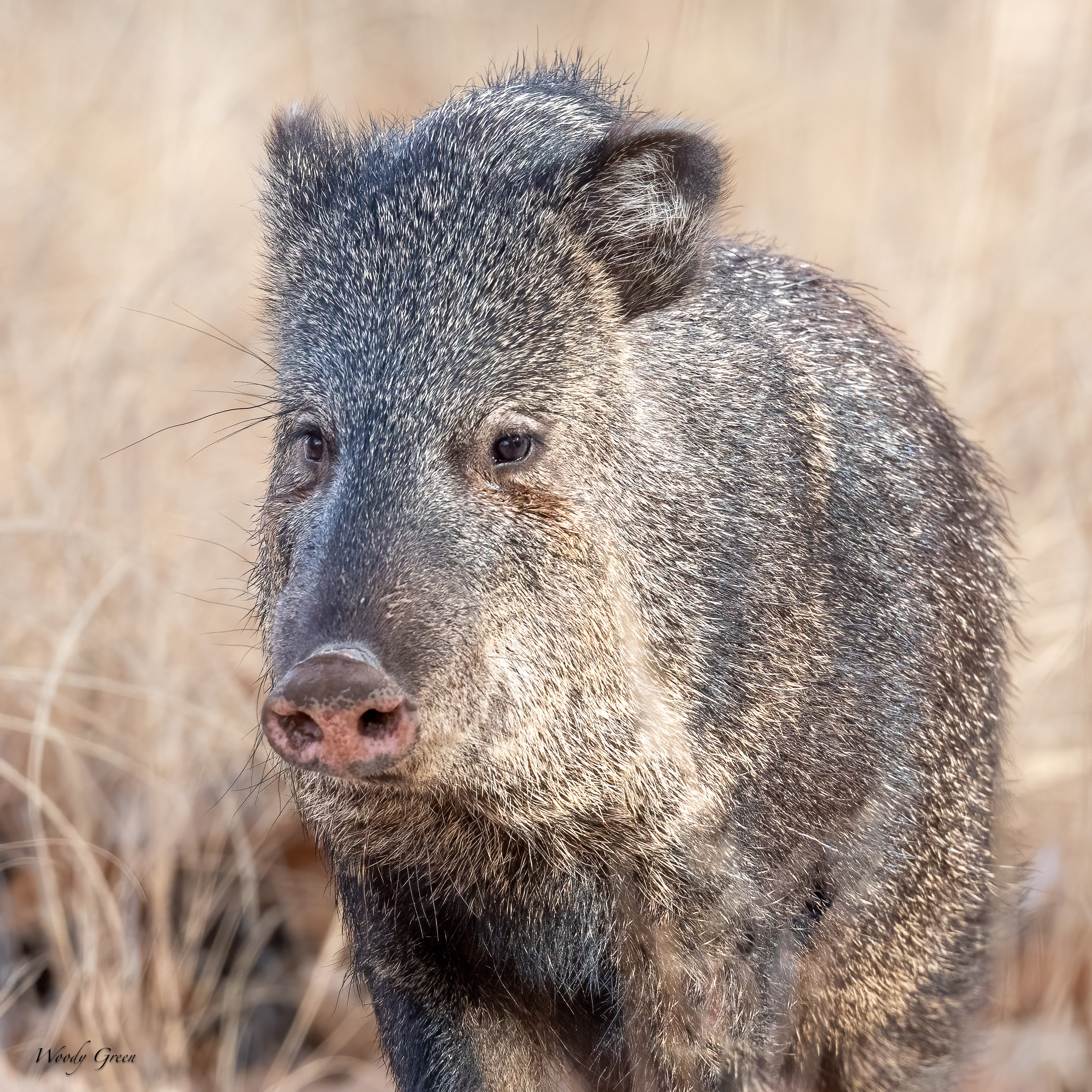 Javelina-245.jpg