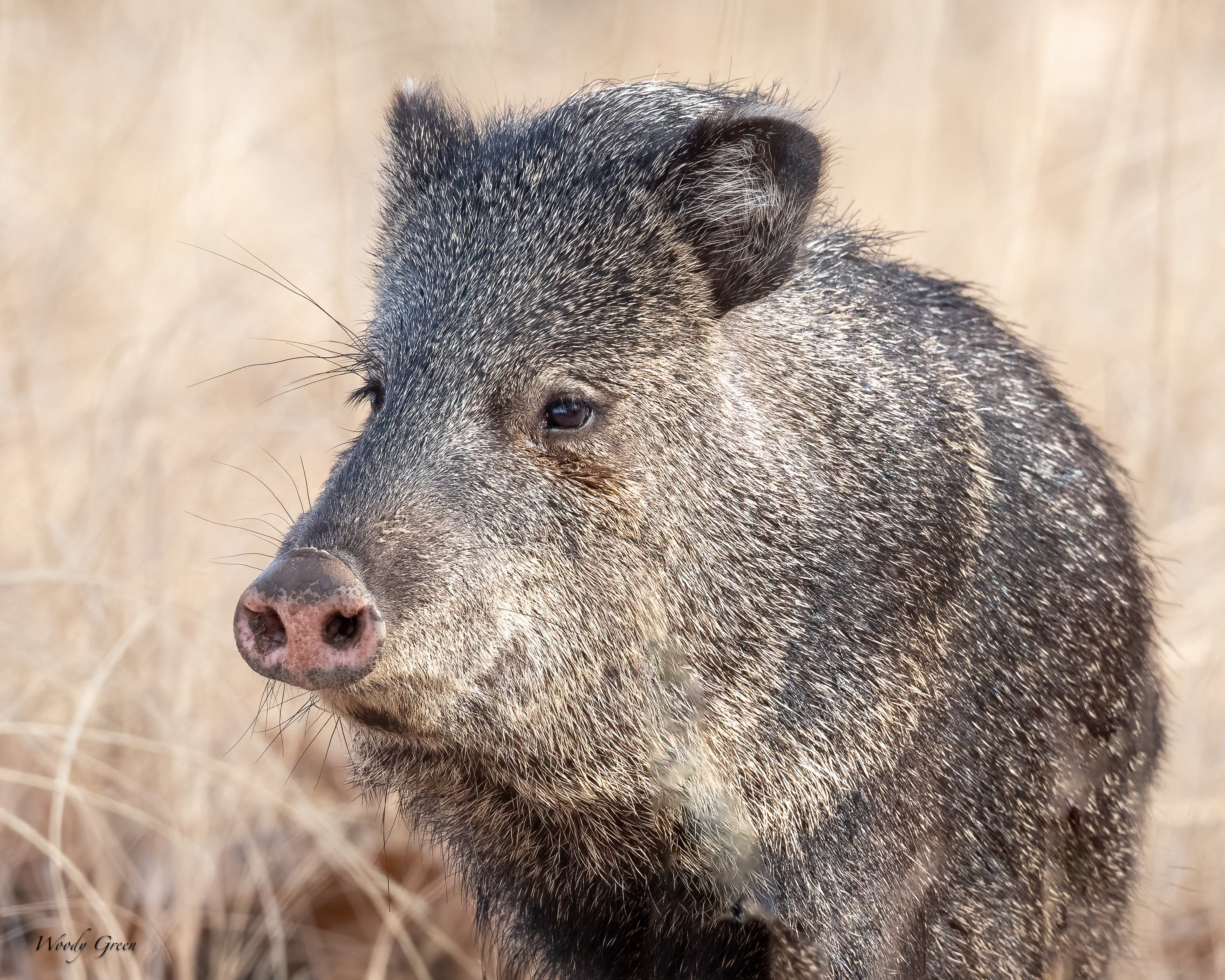 Javelina-246.jpg