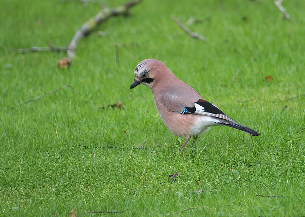 Jay-2.jpg