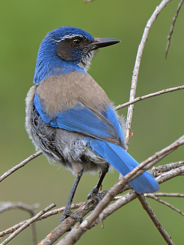 Jay10.jpg