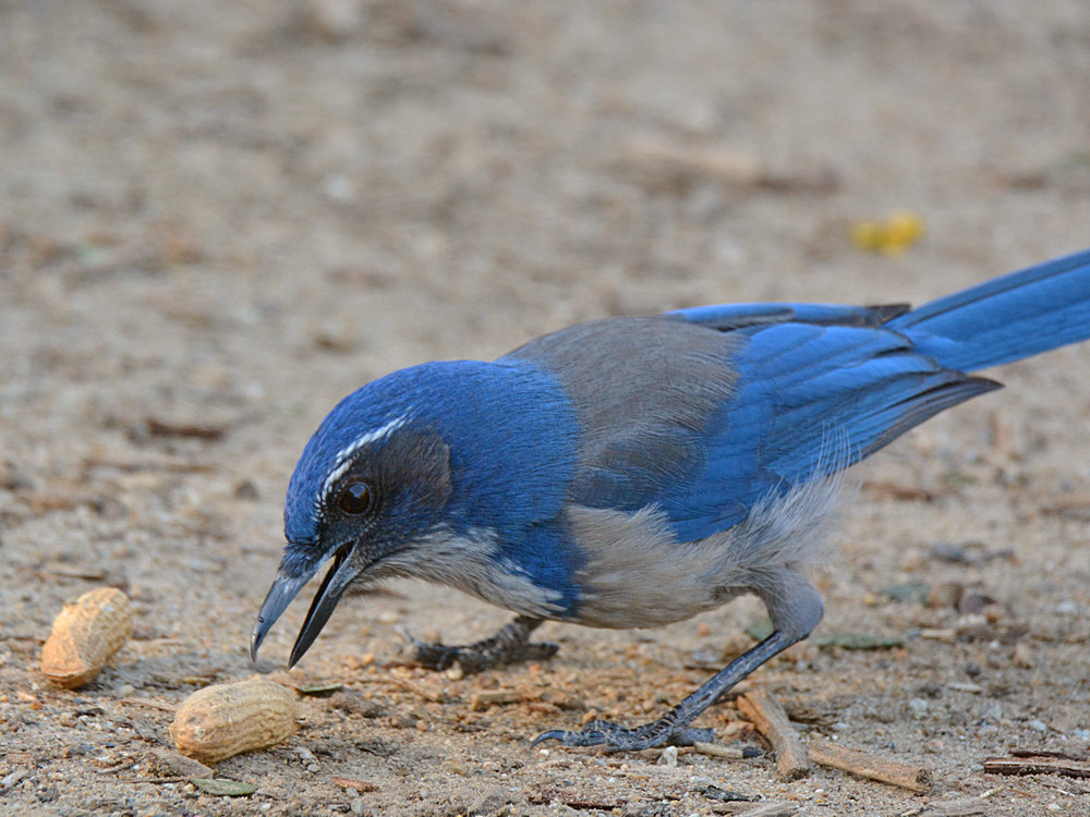 Jay2.jpg