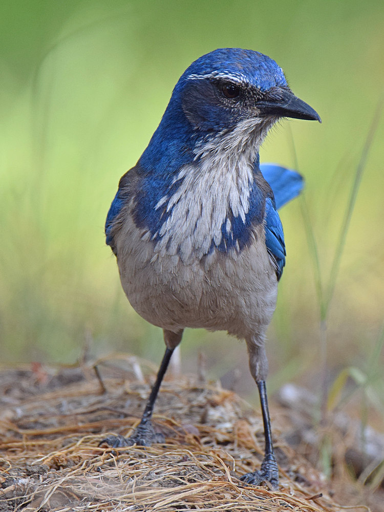 Jay2.jpg