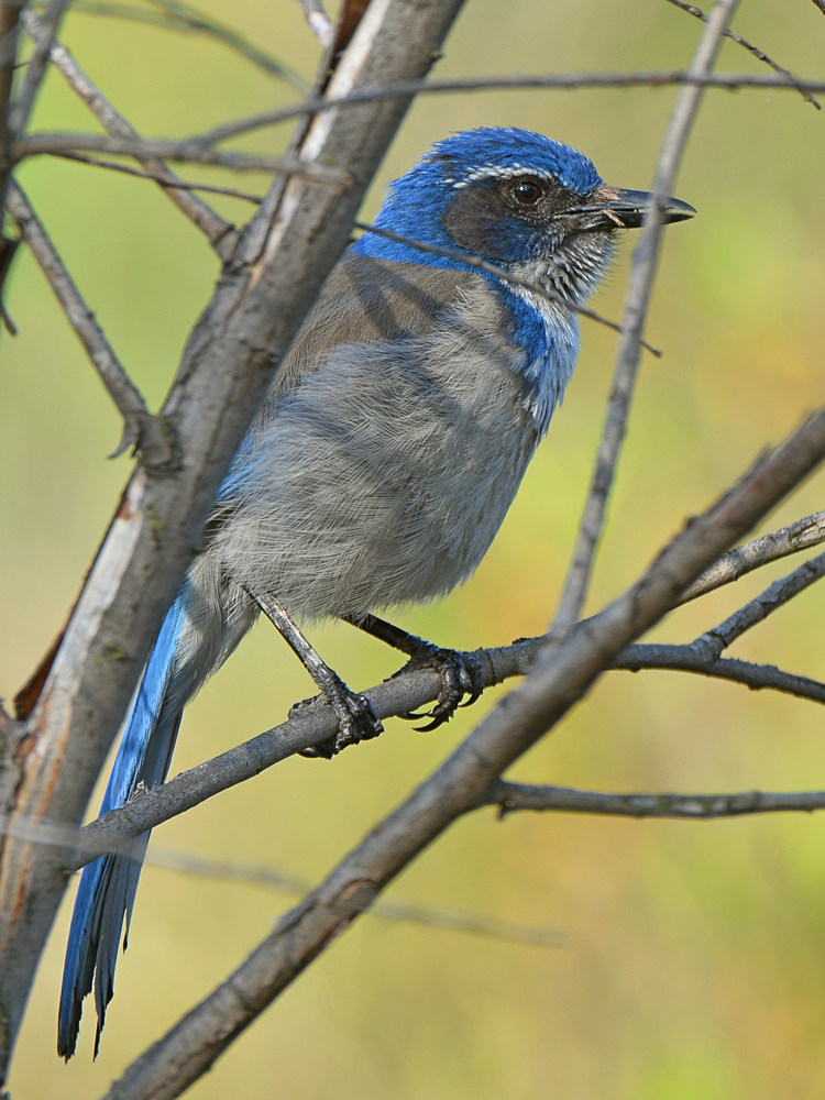 Jay2.jpg