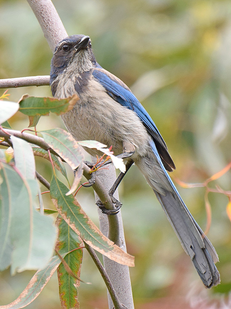 Jay3_2015_05_27.jpg