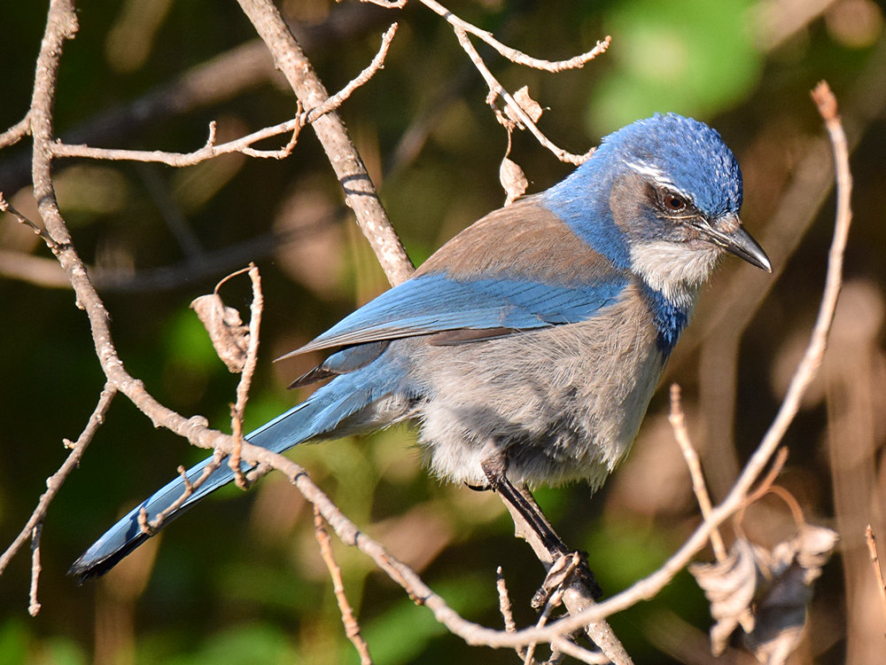Jay4.jpg