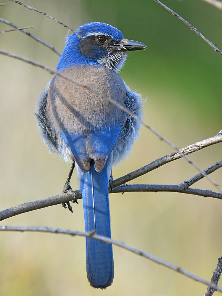 Jay4.jpg