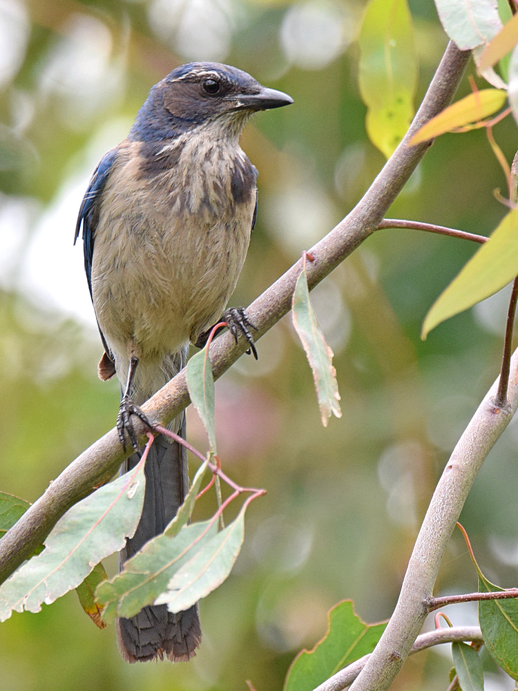 Jay4_2015_05_27.jpg