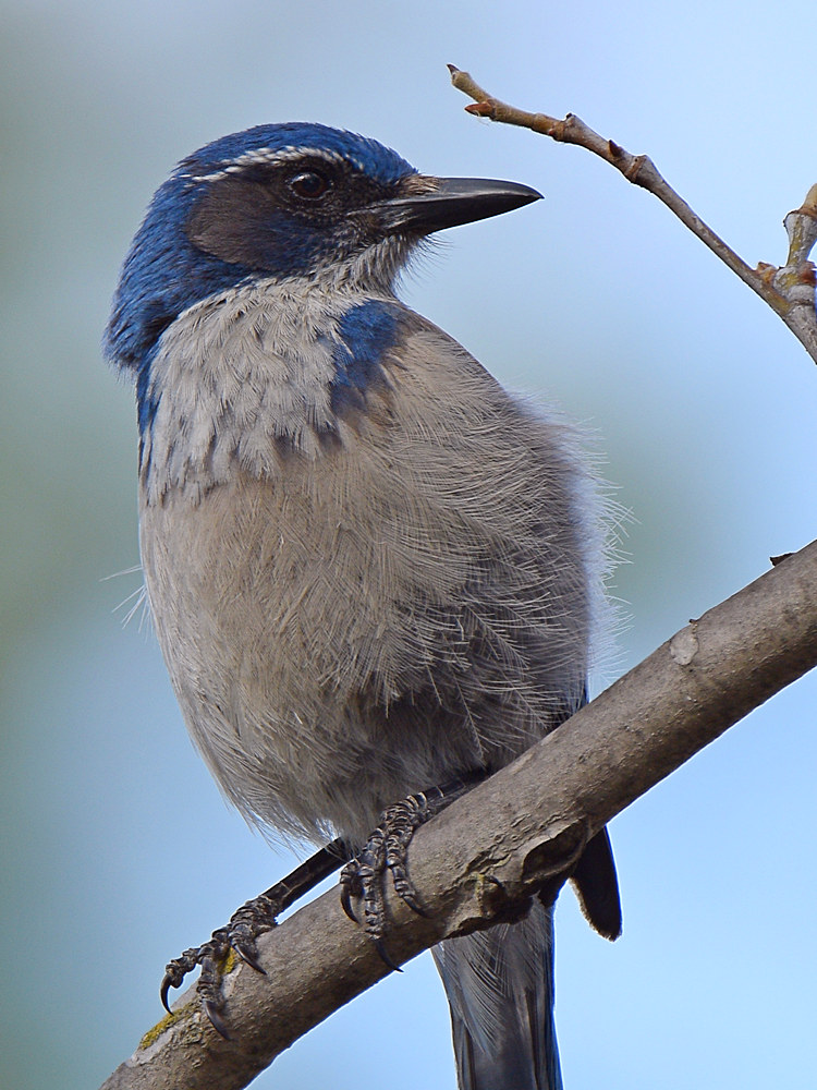 Jay6.jpg