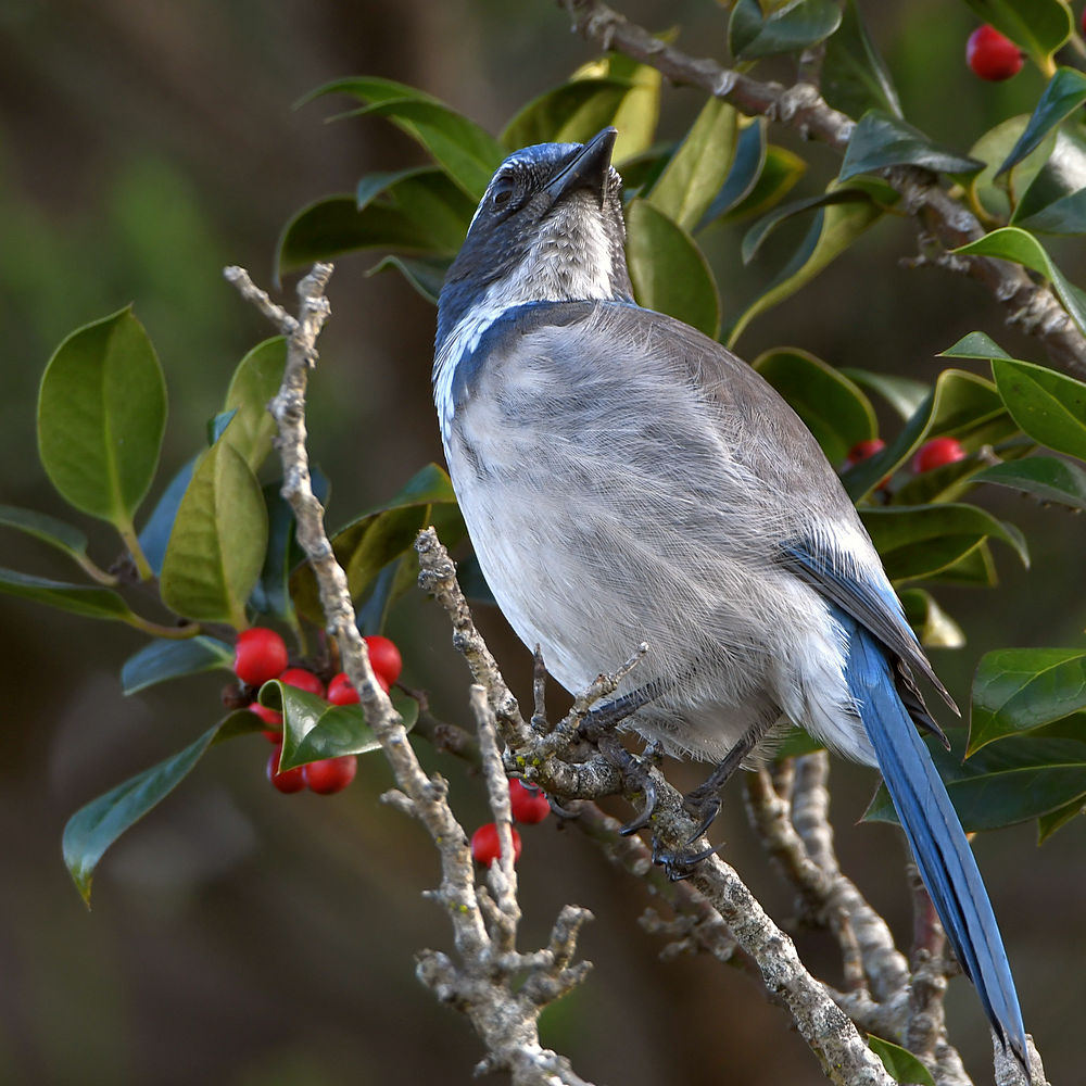 Jay6.JPG