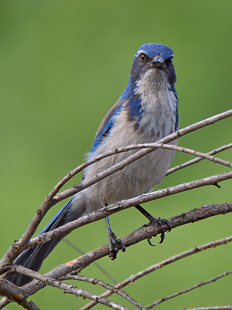 Jay8.jpg