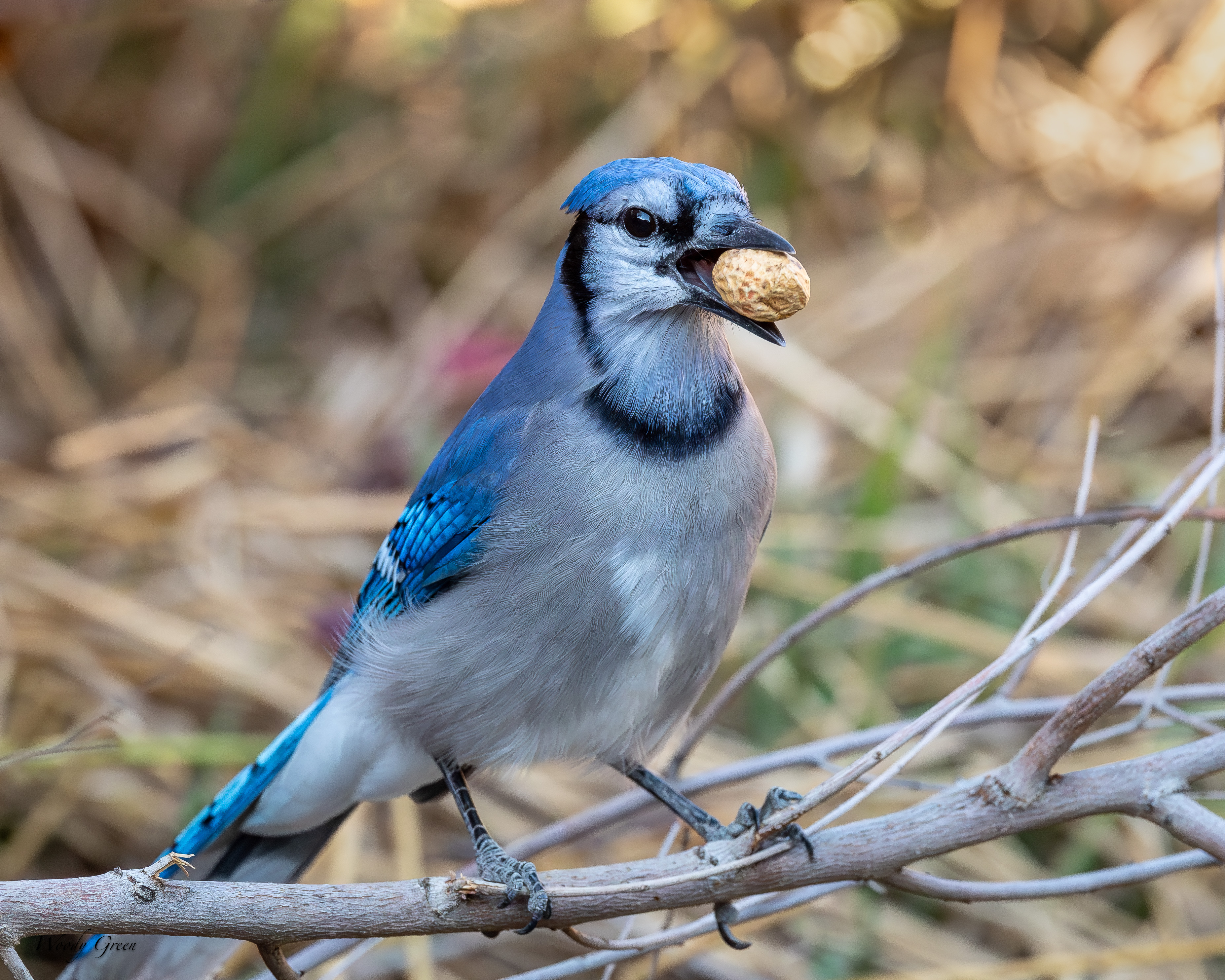 JayPeanut-131.jpg