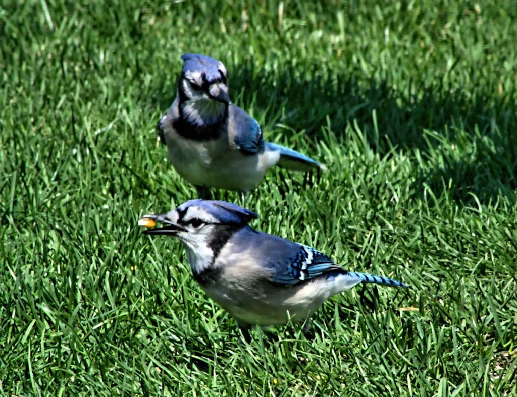 jays.jpg