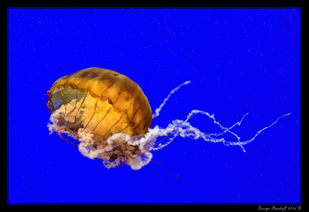 Jellyfish.jpg