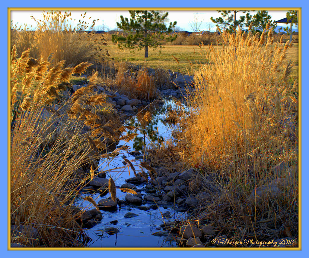 Jensen Park Creek 3-8-2016.jpg