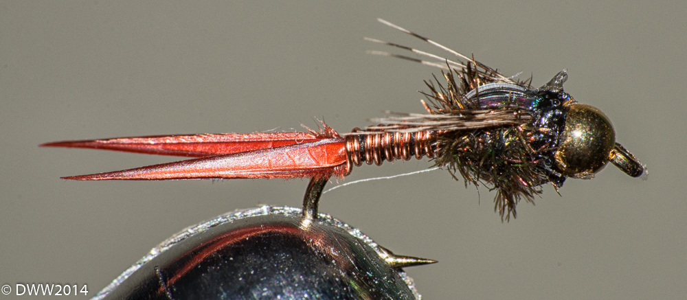 Jerry Fly 2 (1 of 1).jpg