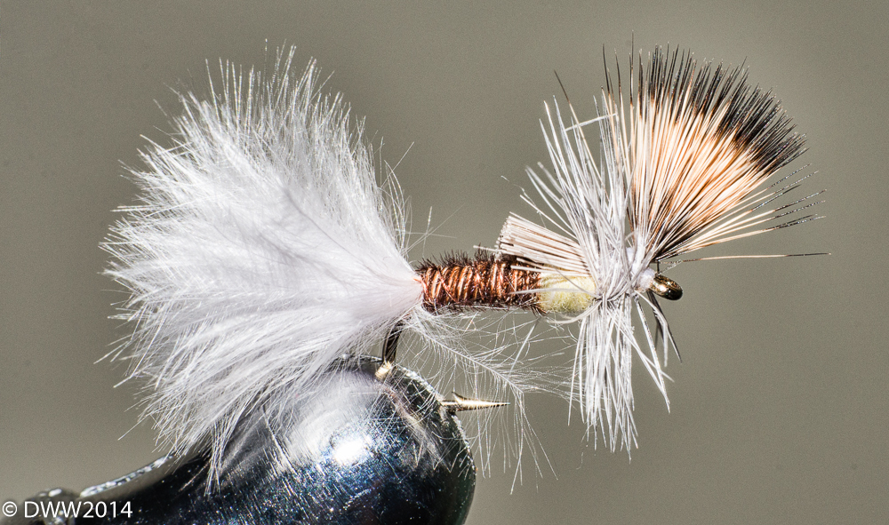 Jerry Fly 3 (1 of 1).jpg