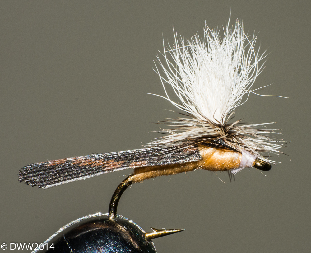 Jerry Fly 6 (1 of 1).jpg