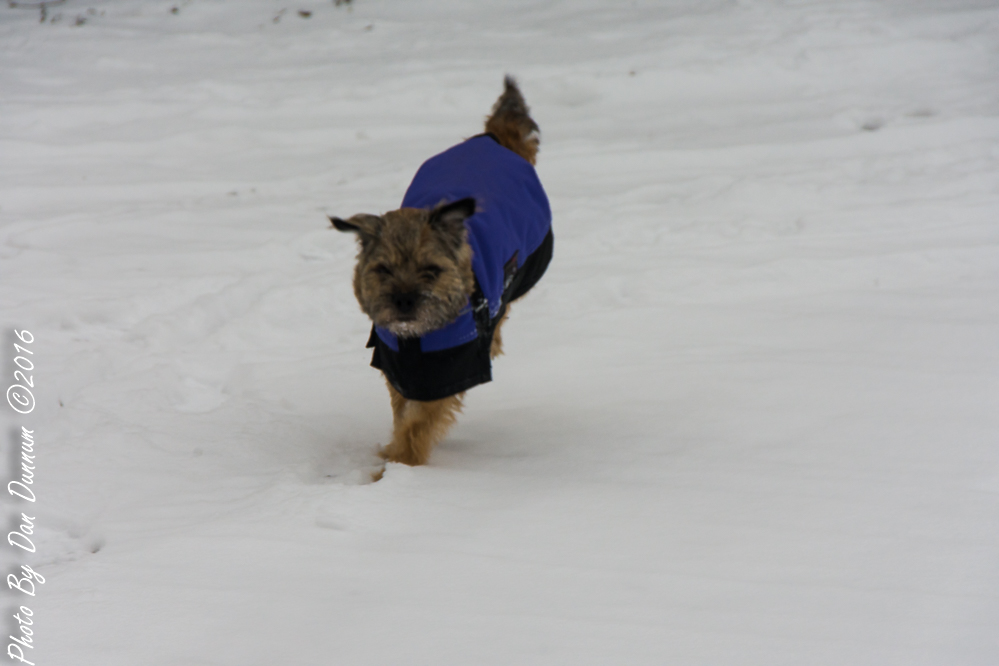 Jersey and Snow-1812.JPG