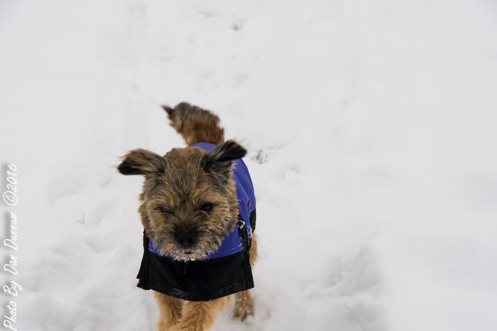 Jersey and Snow-1817.JPG