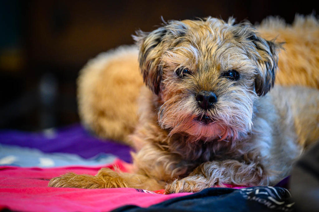 Jersey Girl and New Lens 20211202 70200f28-8624.jpg Jersey Girl and New Lens 20211202 70200f28-8624.jpg